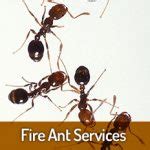 fire ant services near me